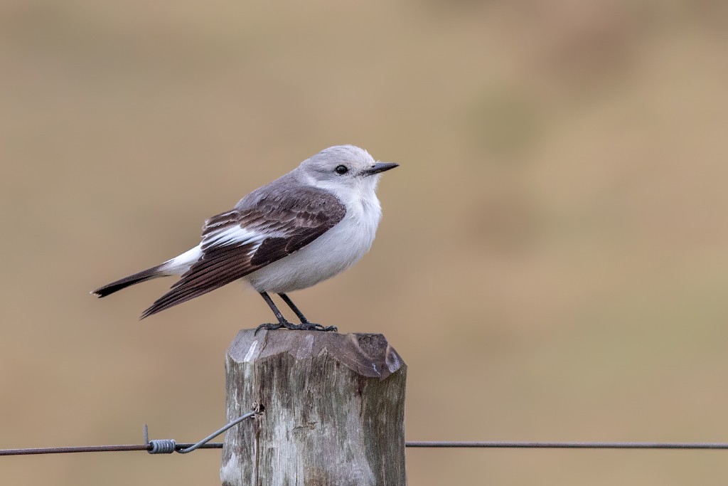 White-rumped Monjita - Marcelo Feliti