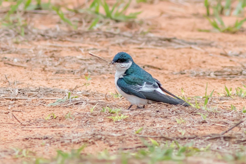 White-winged Swallow - Marcelo Feliti