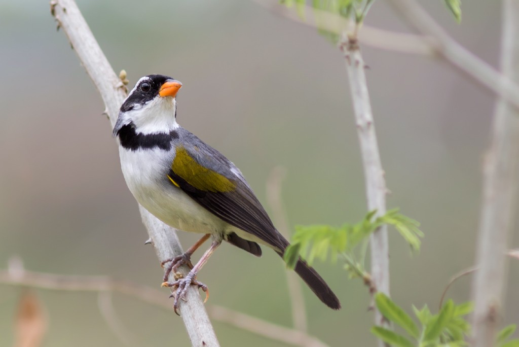 Saffron-billed Sparrow - ML114386841