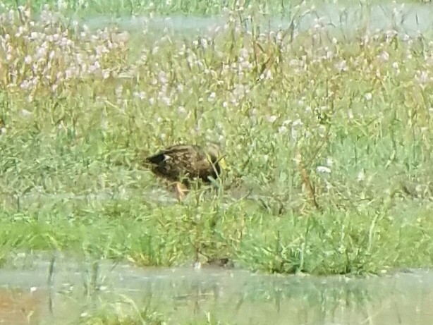 Mexican Duck - ML114389691