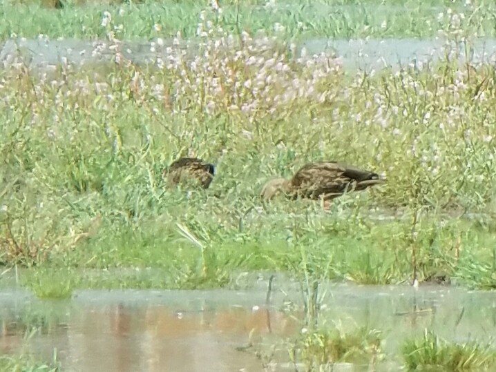 Mexican Duck - ML114389861