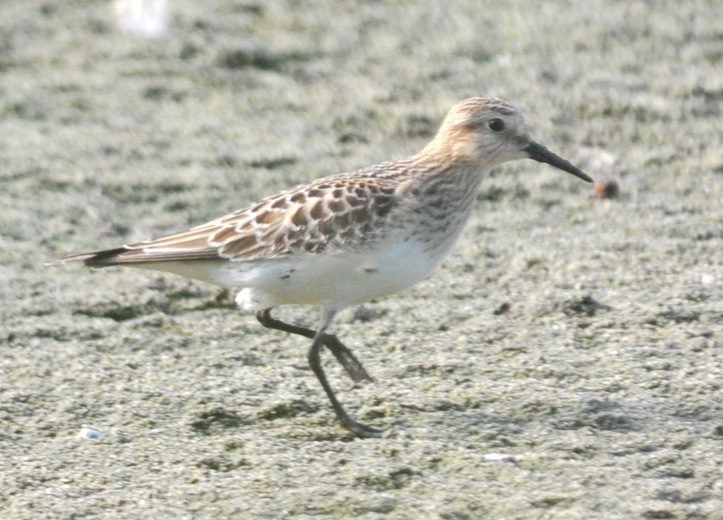 Baird's Sandpiper - ML114392191