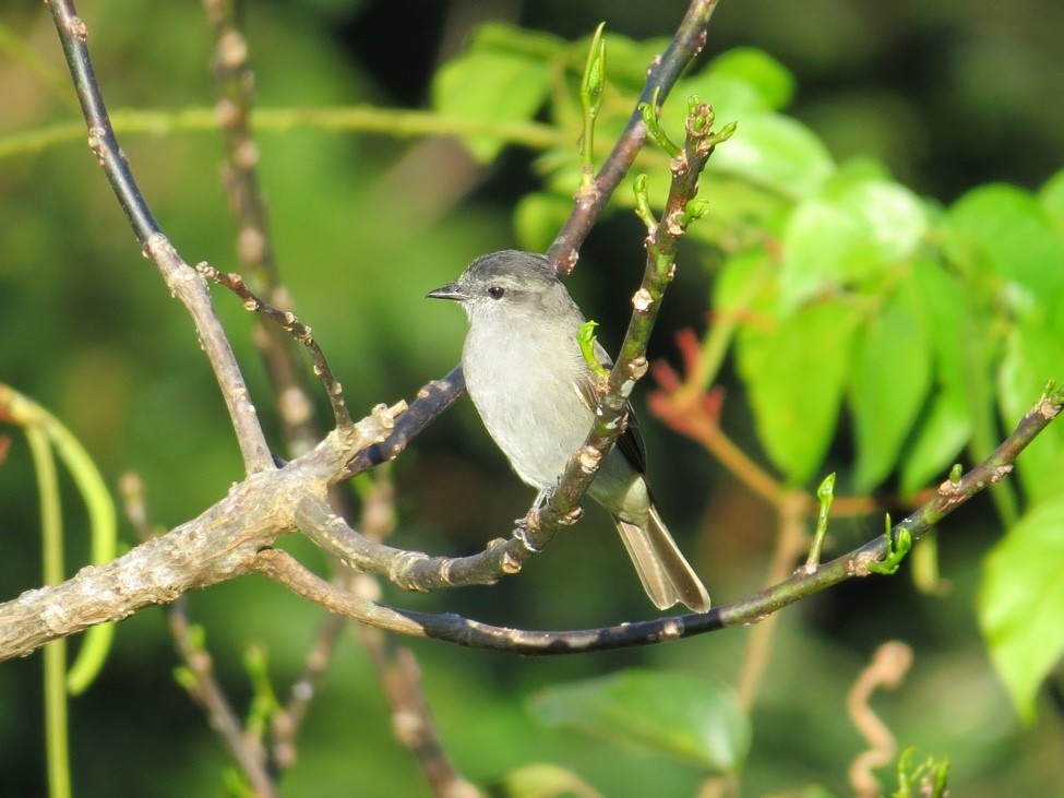 Crowned Slaty Flycatcher - ML114393601