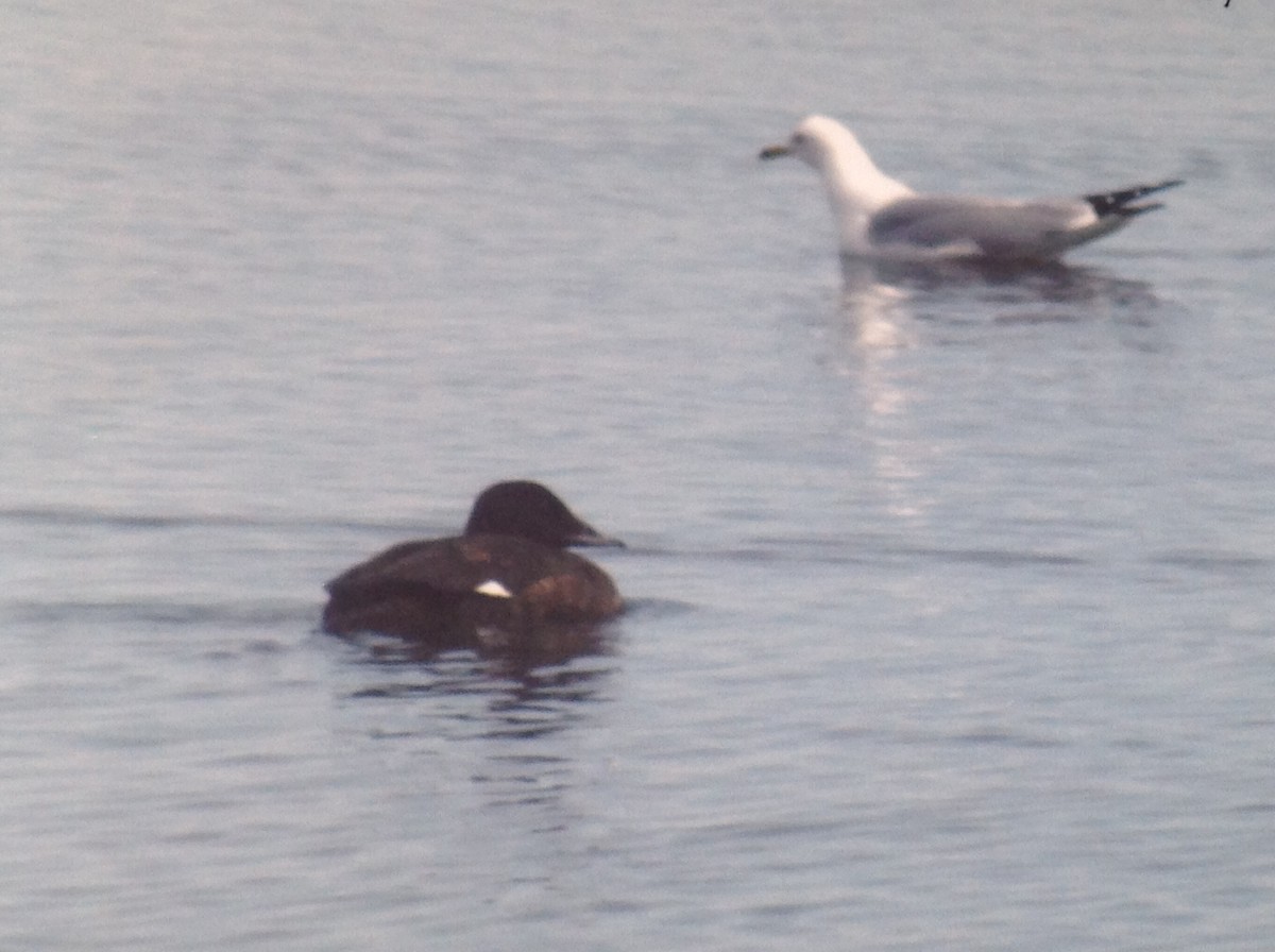 White-winged Scoter - ML114393821