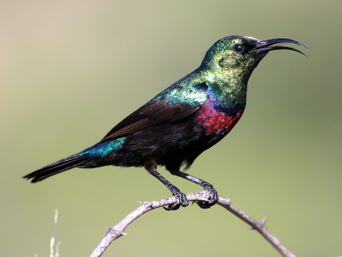 Marico Sunbird - Steve Bershader