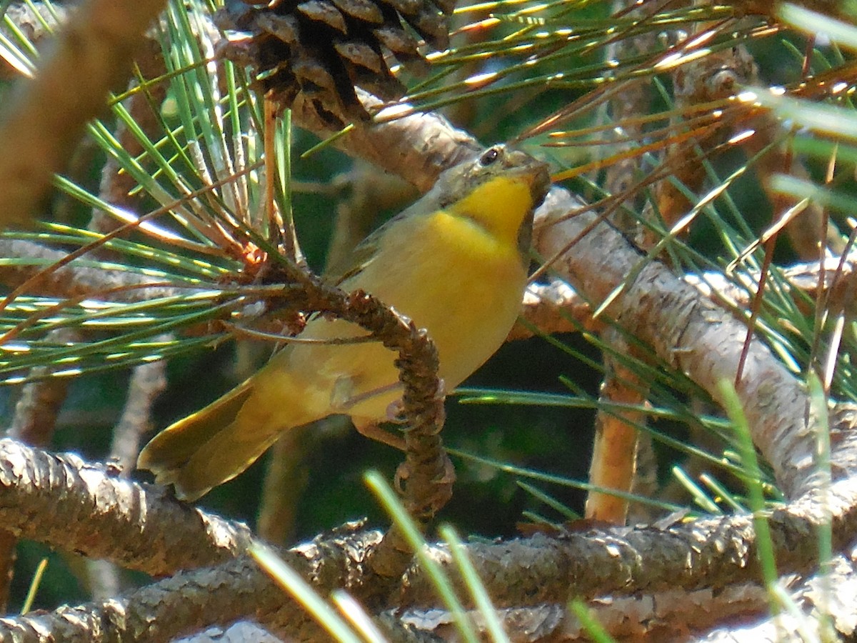 Common Yellowthroat - ML114395261