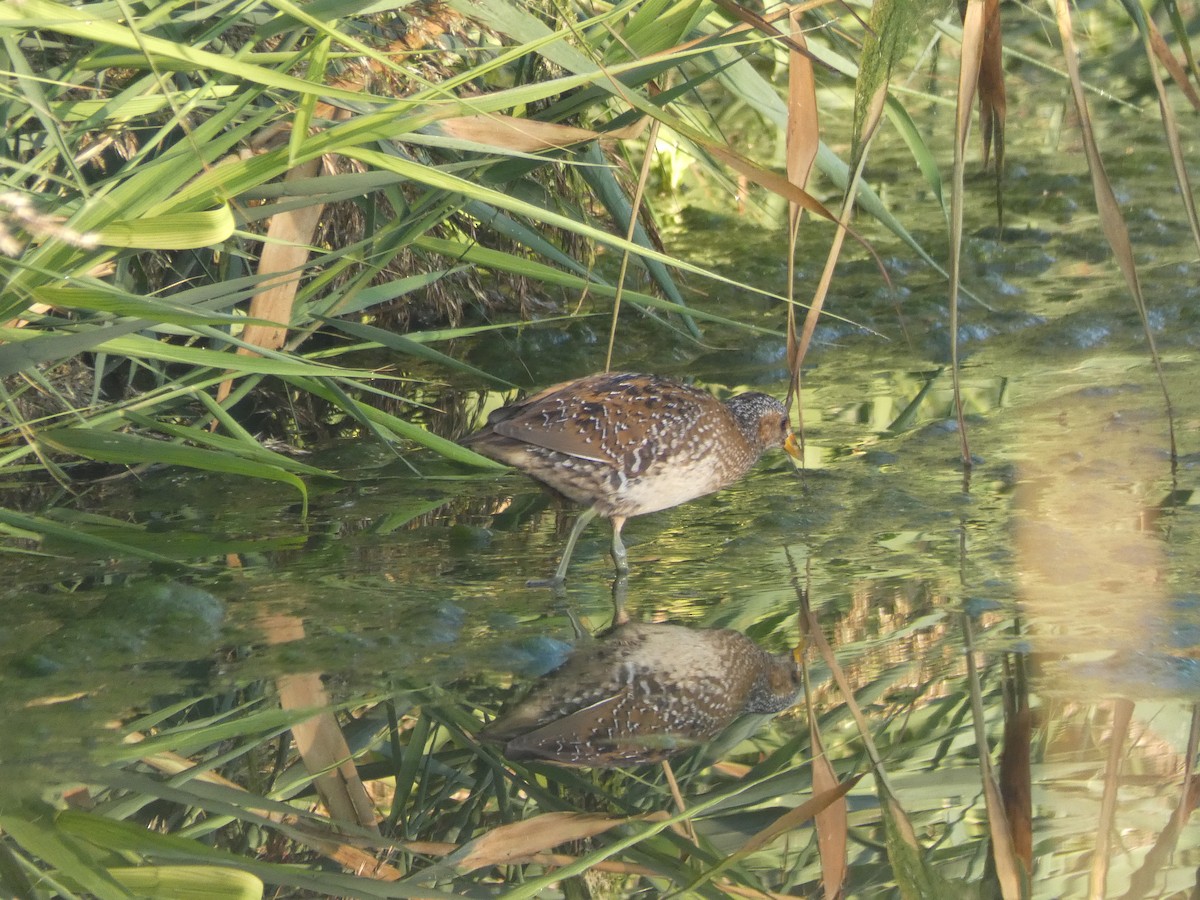 Spotted Crake - ML114395841