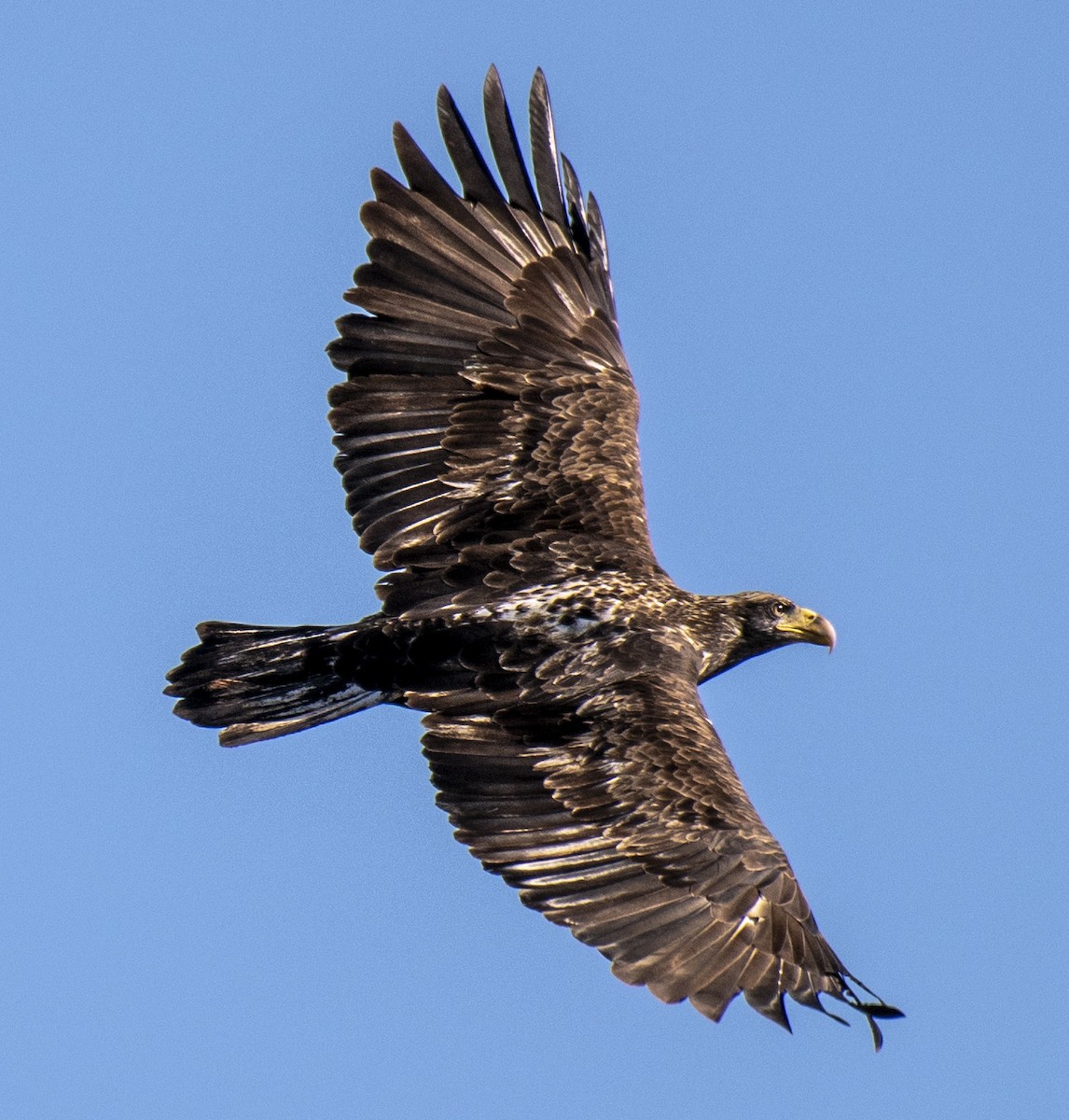 Bald Eagle - John Longhenry