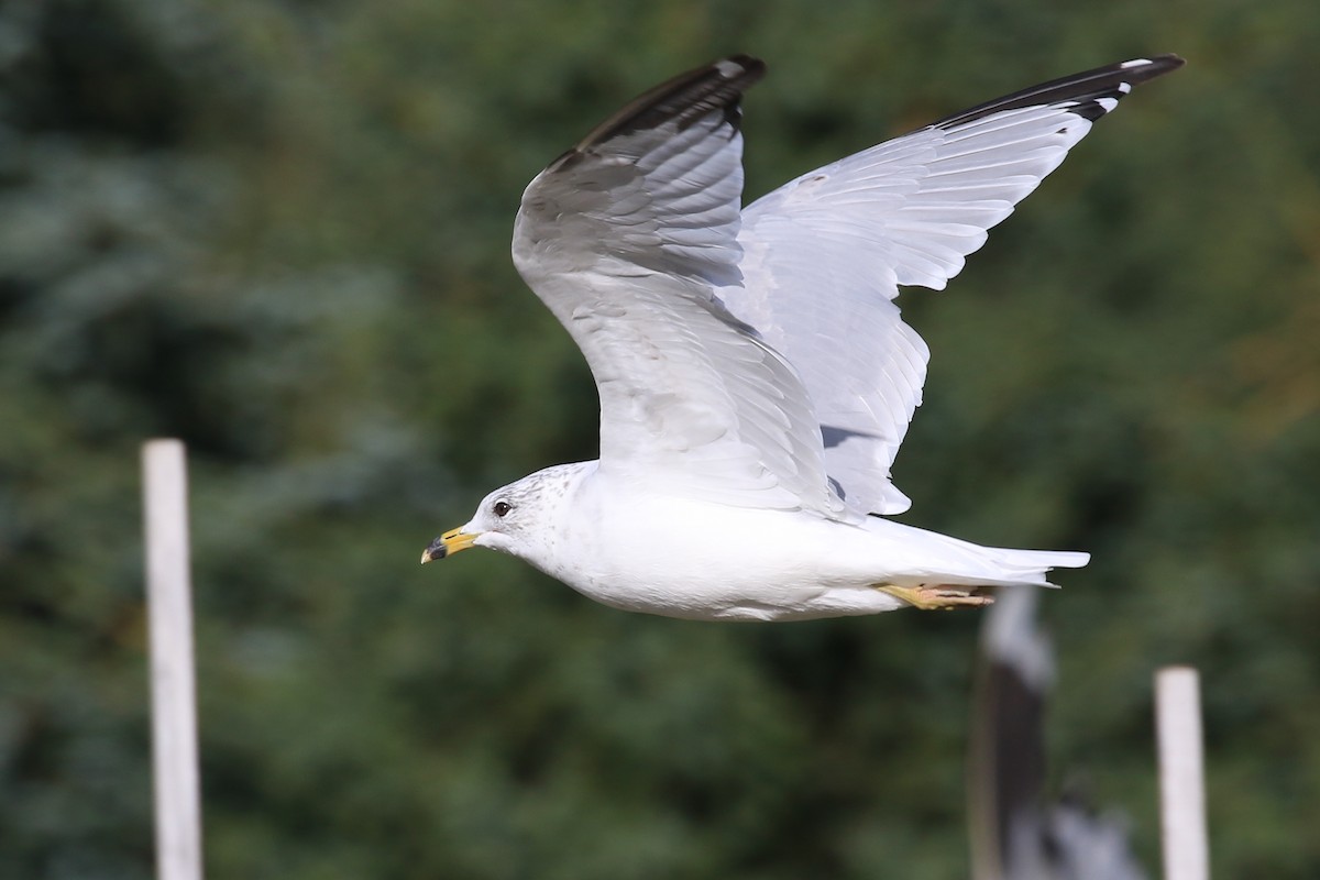 Ring-billed Gull - Ingvar Atli Sigurðsson