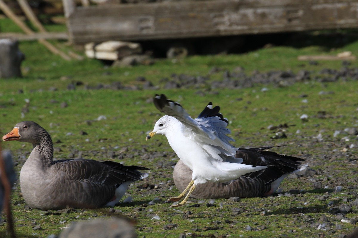 Ring-billed Gull - ML114396351