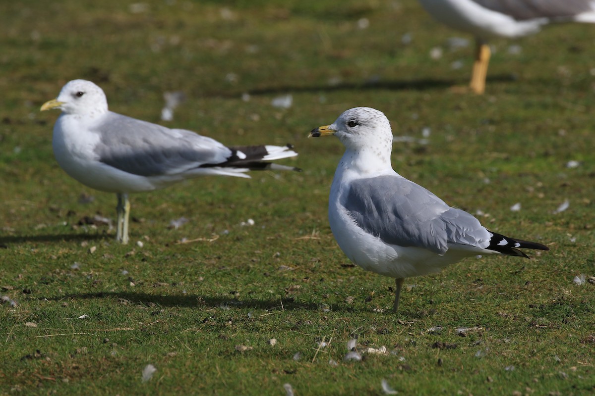 Ring-billed Gull - ML114396421