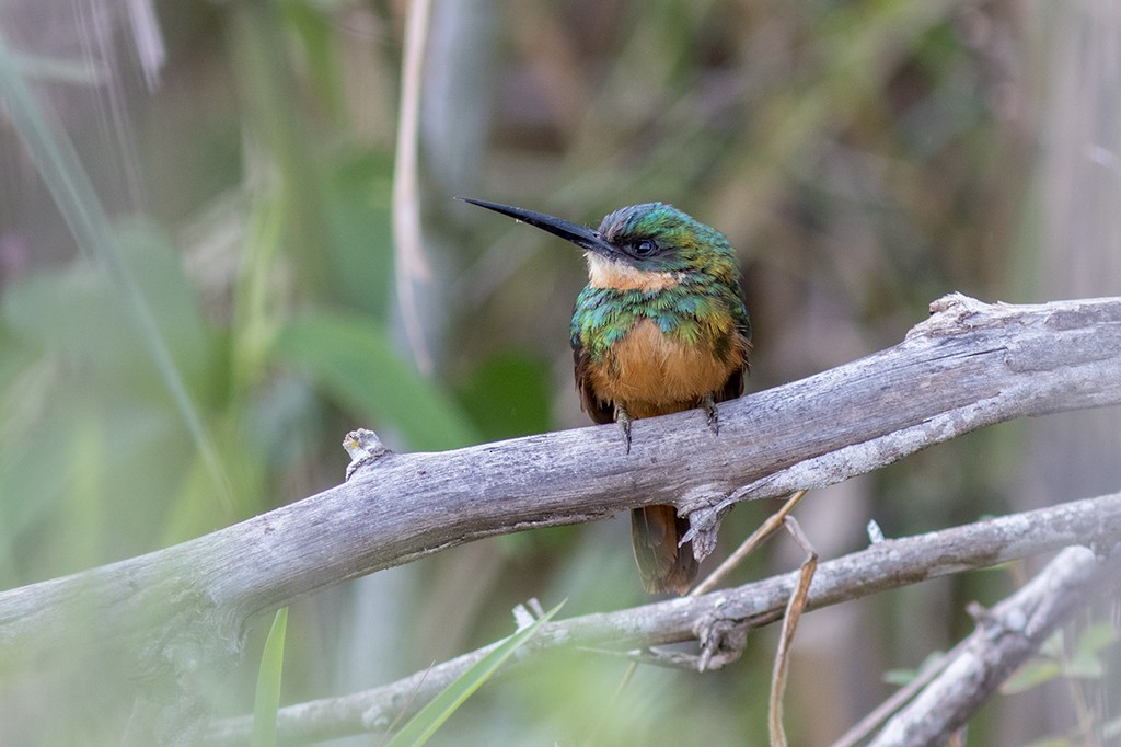 Rufous-tailed Jacamar - Marcelo Feliti