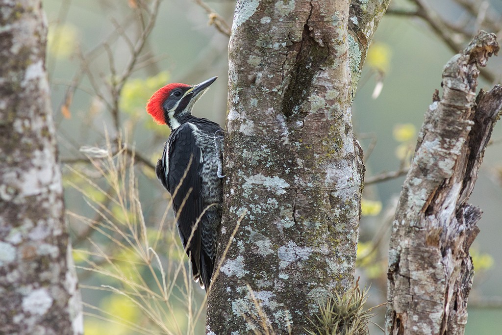 Lineated Woodpecker - ML114397811