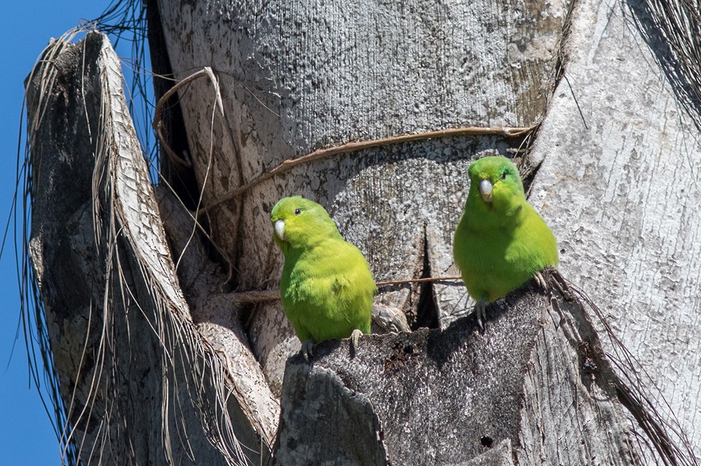 Cobalt-rumped Parrotlet - ML114397841