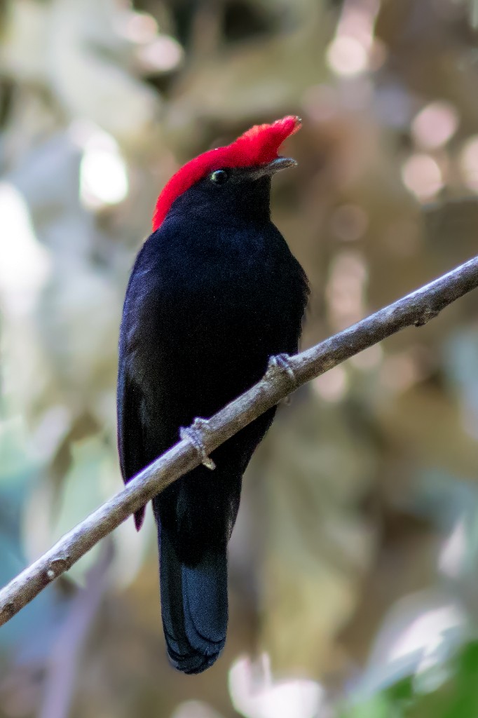 Helmeted Manakin - ML114397891