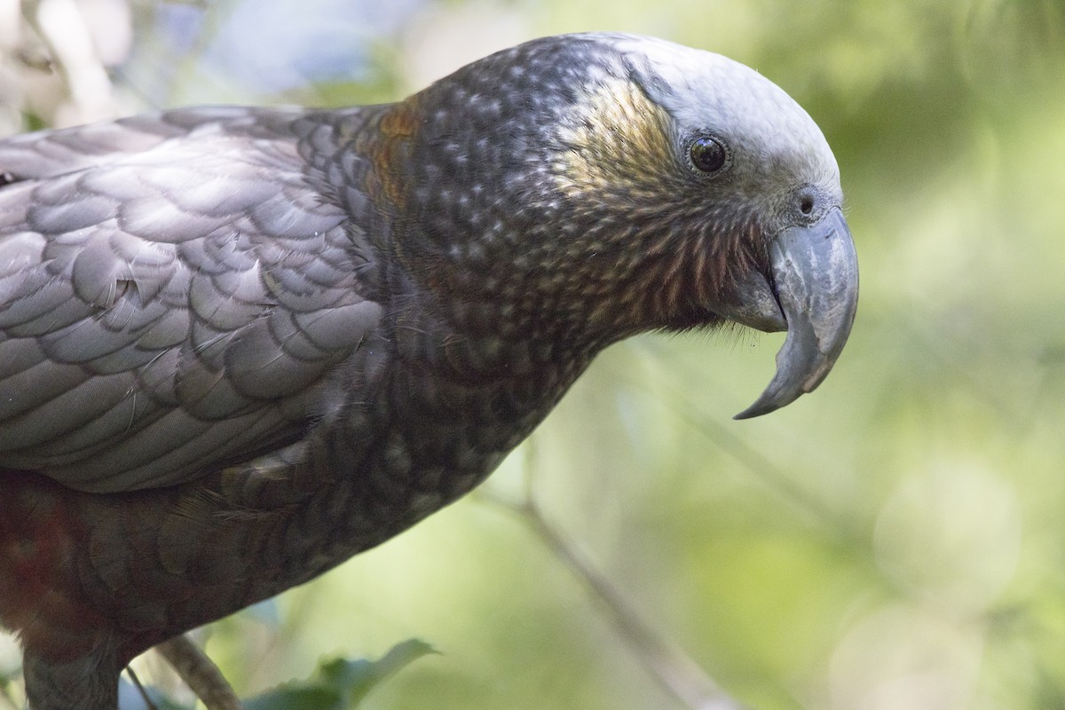 New Zealand Kaka - ML114398031