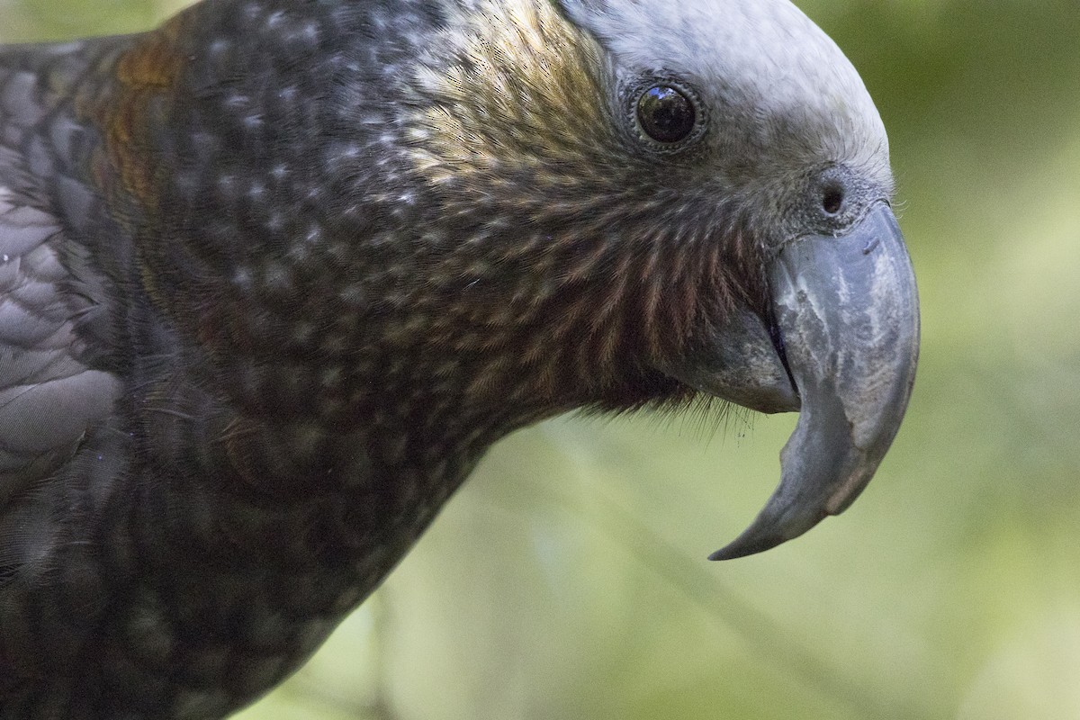 New Zealand Kaka - ML114398051