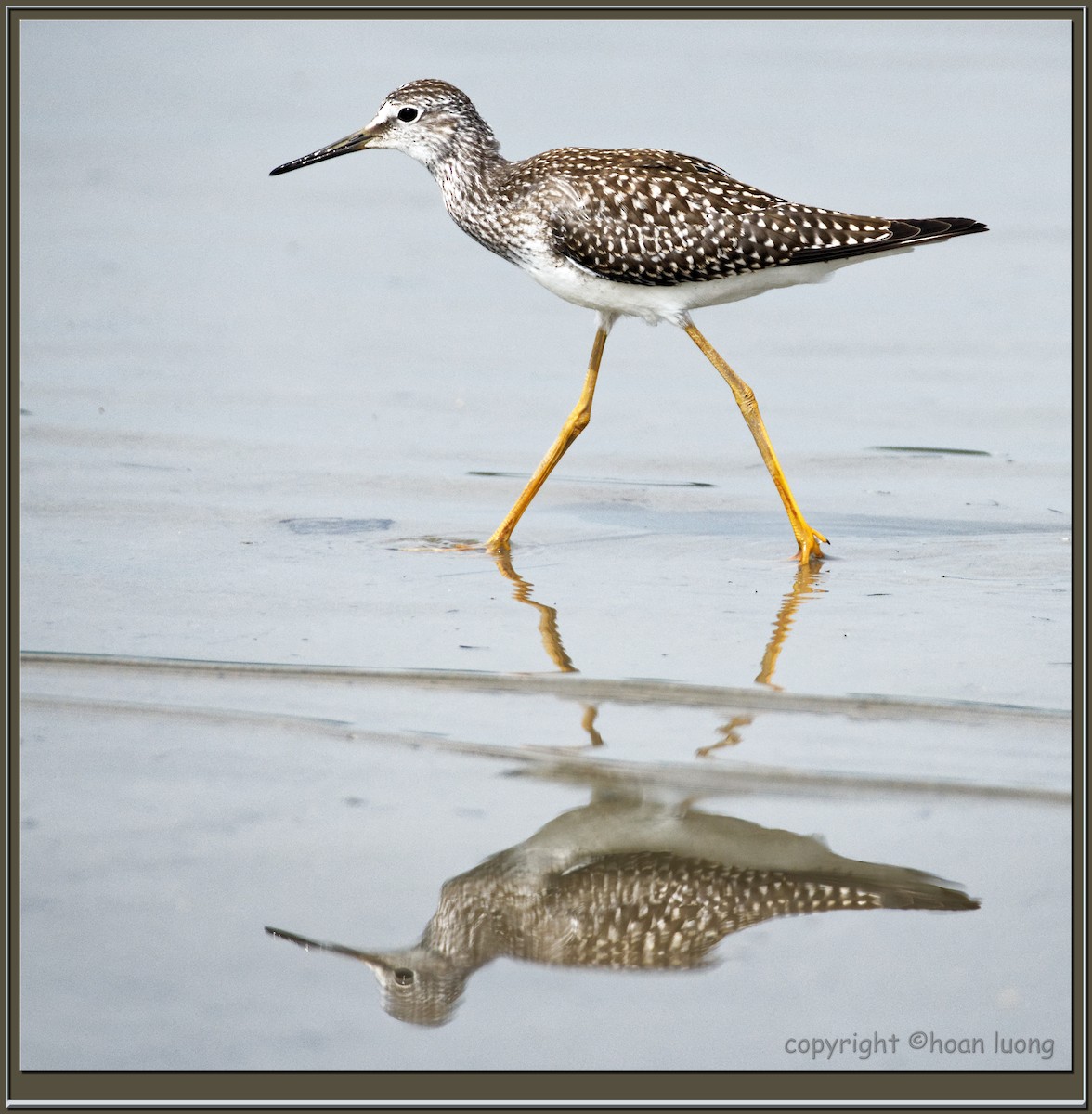 Lesser Yellowlegs - hoan luong