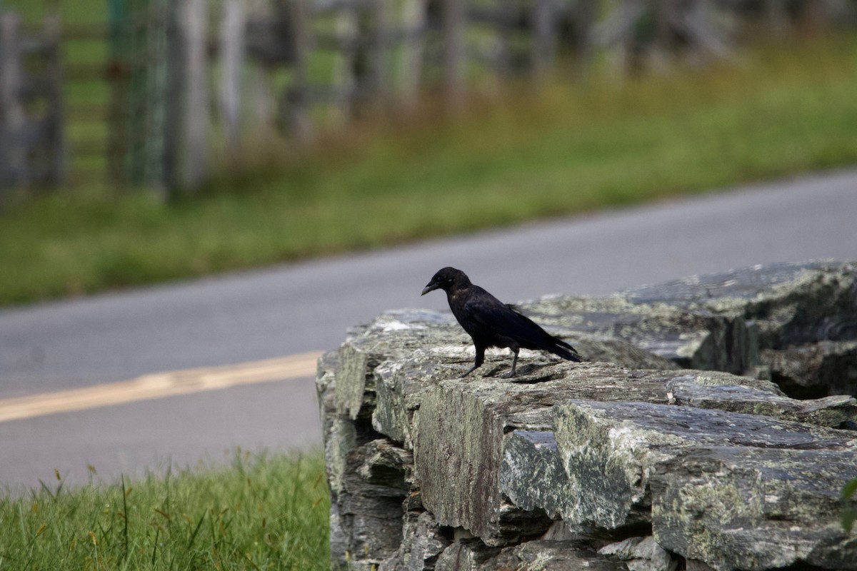 American Crow - ML114398871