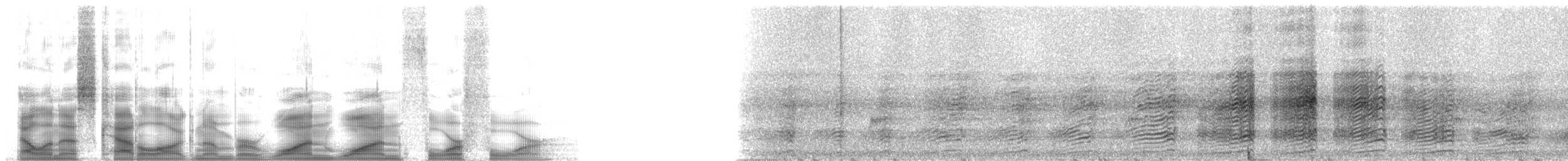 Trompeterhornvogel - ML1144