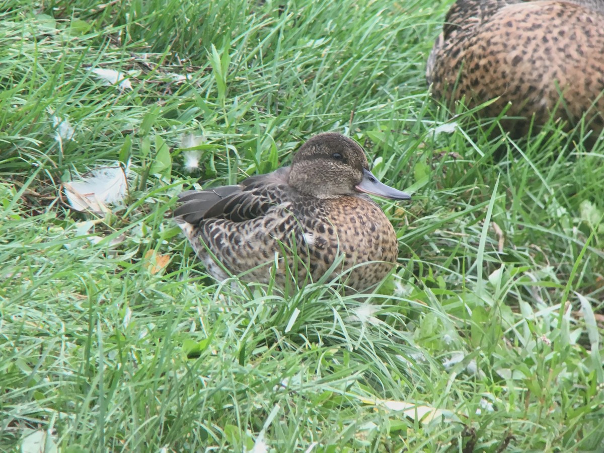 Green-winged Teal - Daniel Hinnebusch