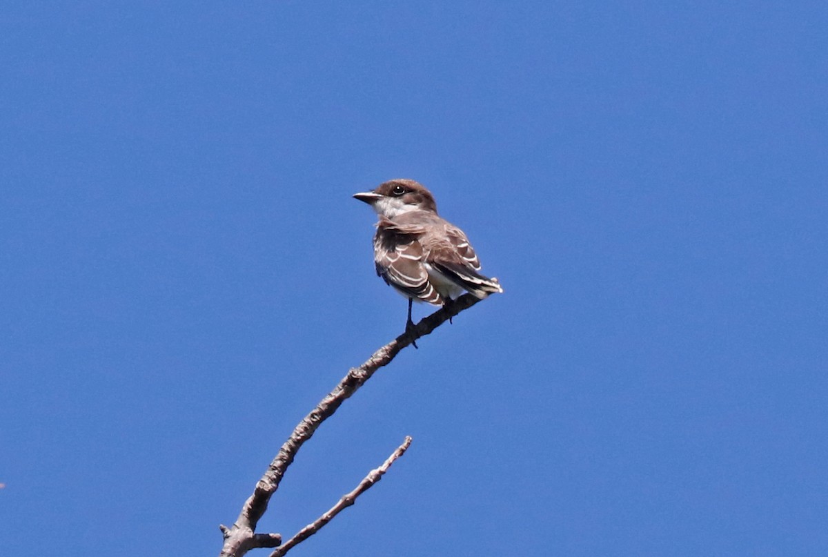 Eastern Kingbird - ML114402931
