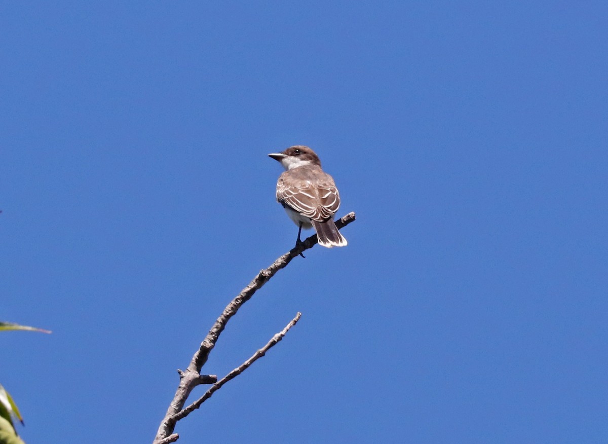 Eastern Kingbird - ML114402941