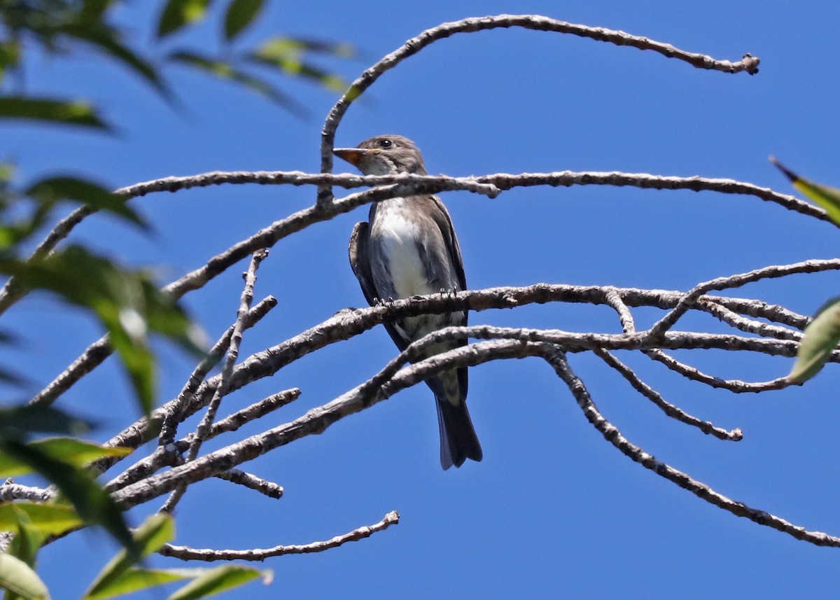 Olive-sided Flycatcher - ML114403671