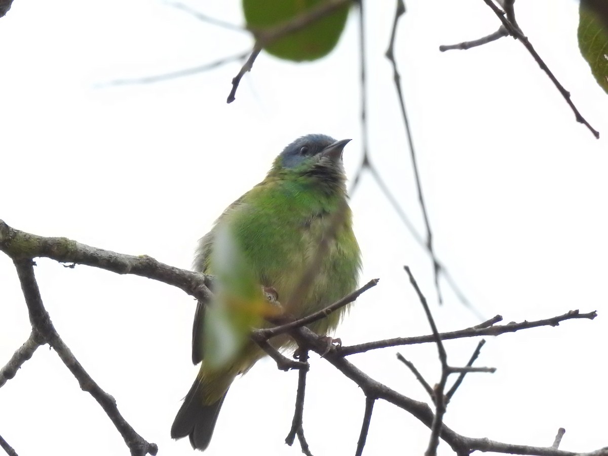 Blue Dacnis - Guilherme Lessa Ferreira
