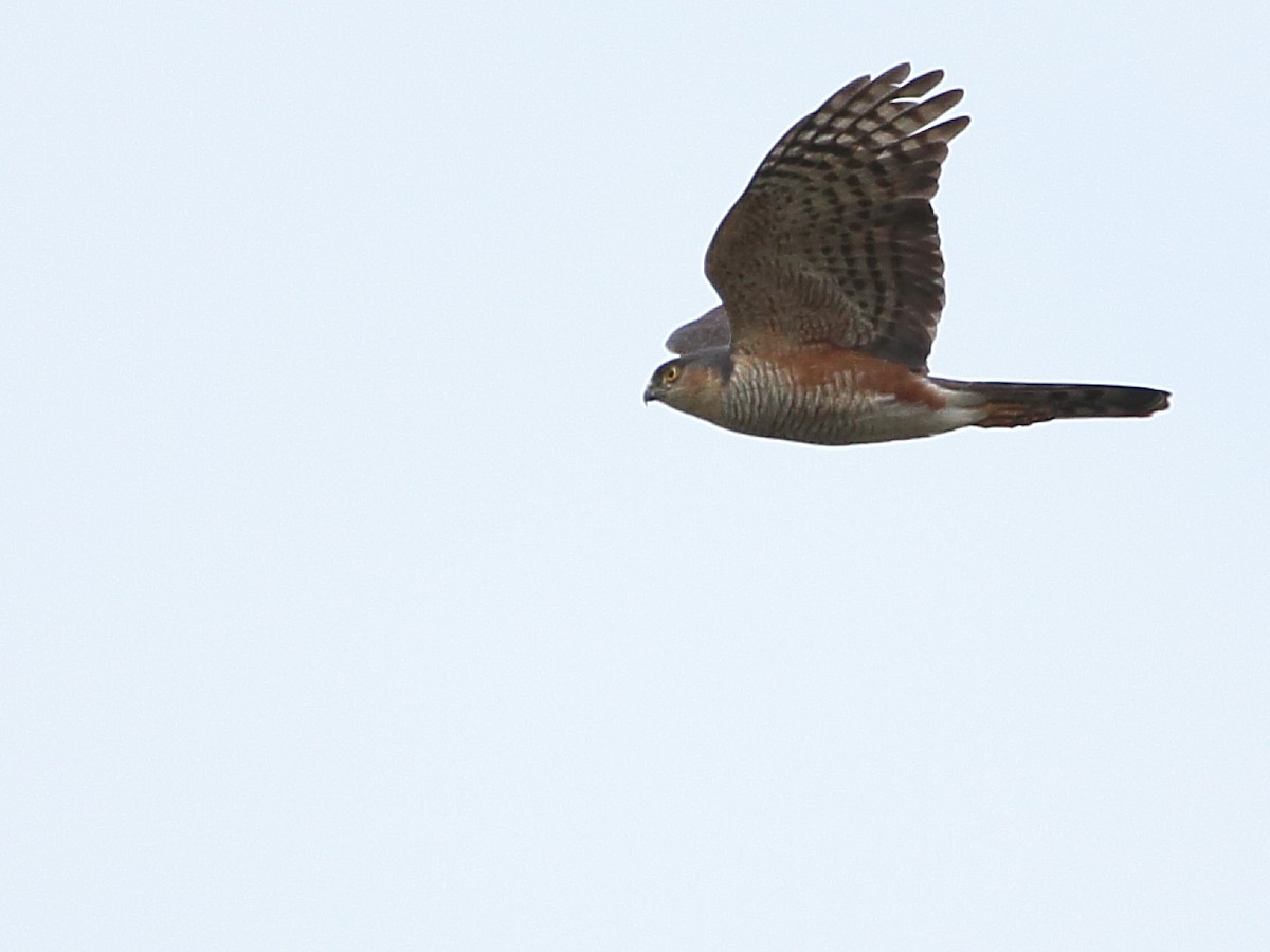 Sharp-shinned Hawk - ML114403931