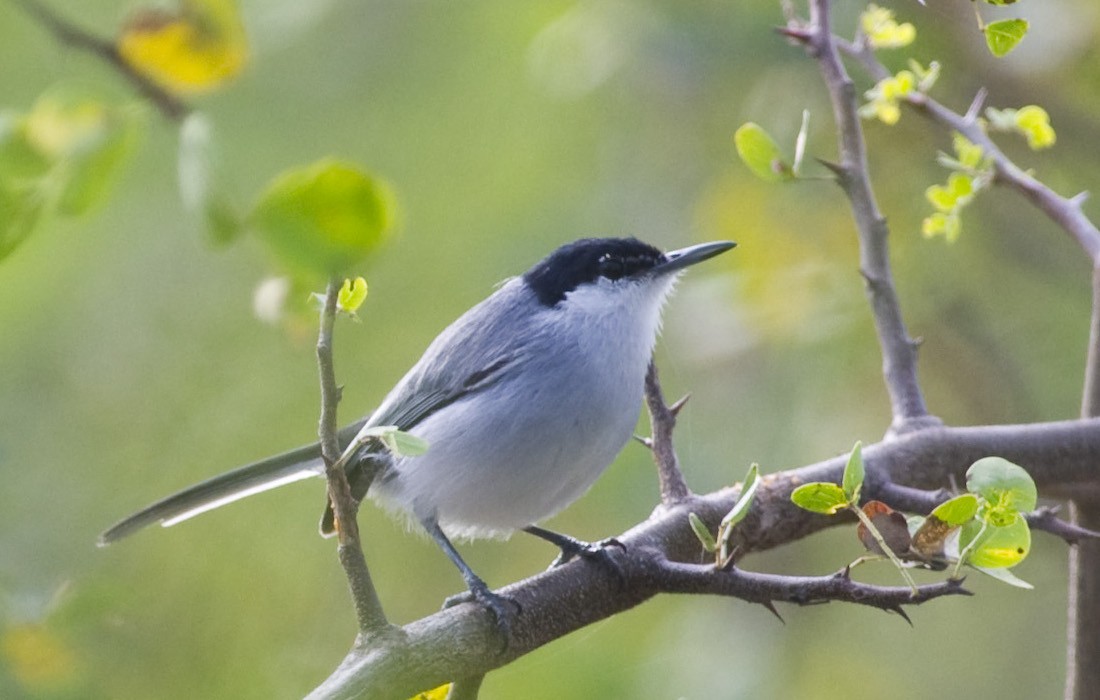 White-lored Gnatcatcher - ML114404001