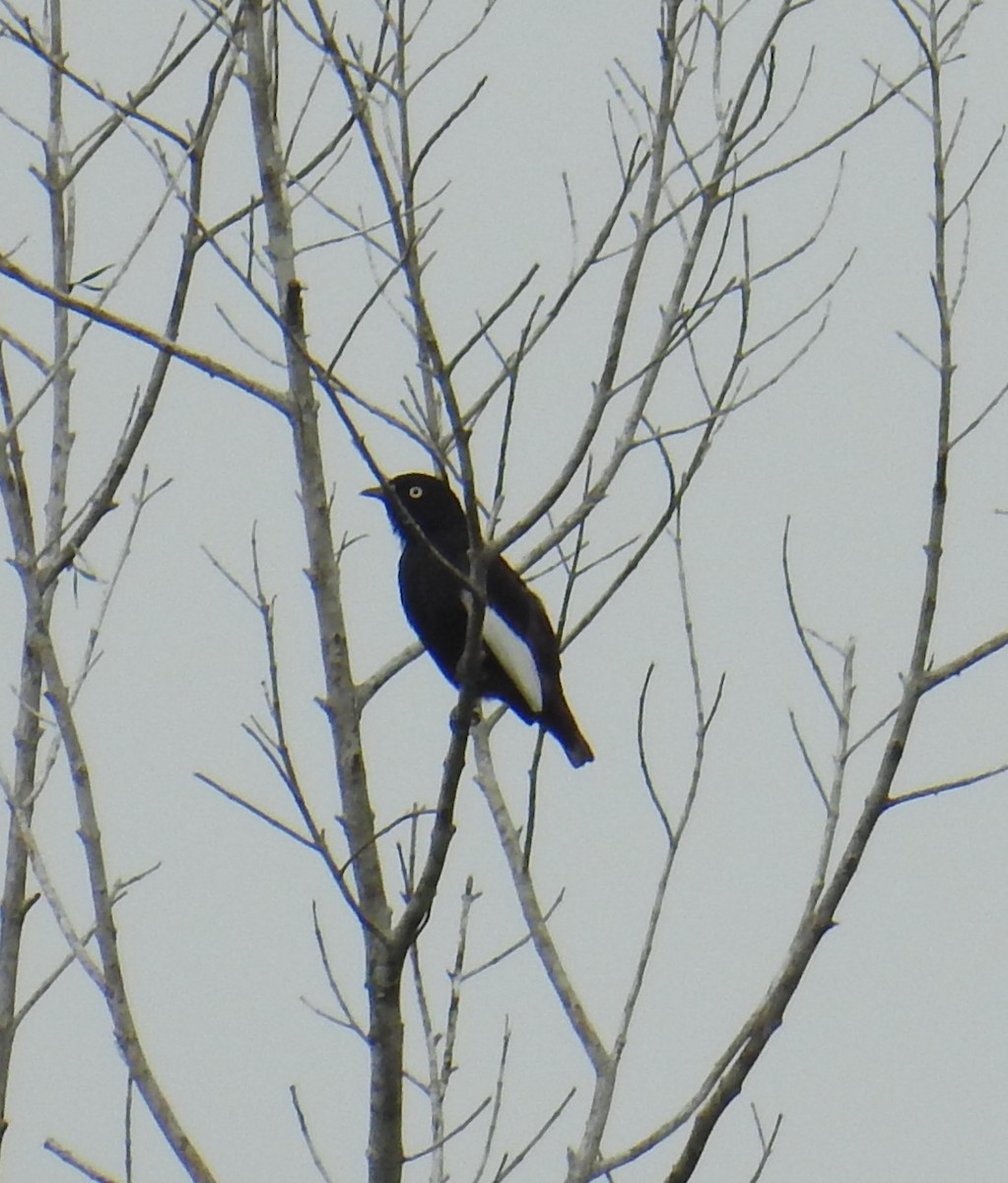 White-winged Cotinga - ML114407431