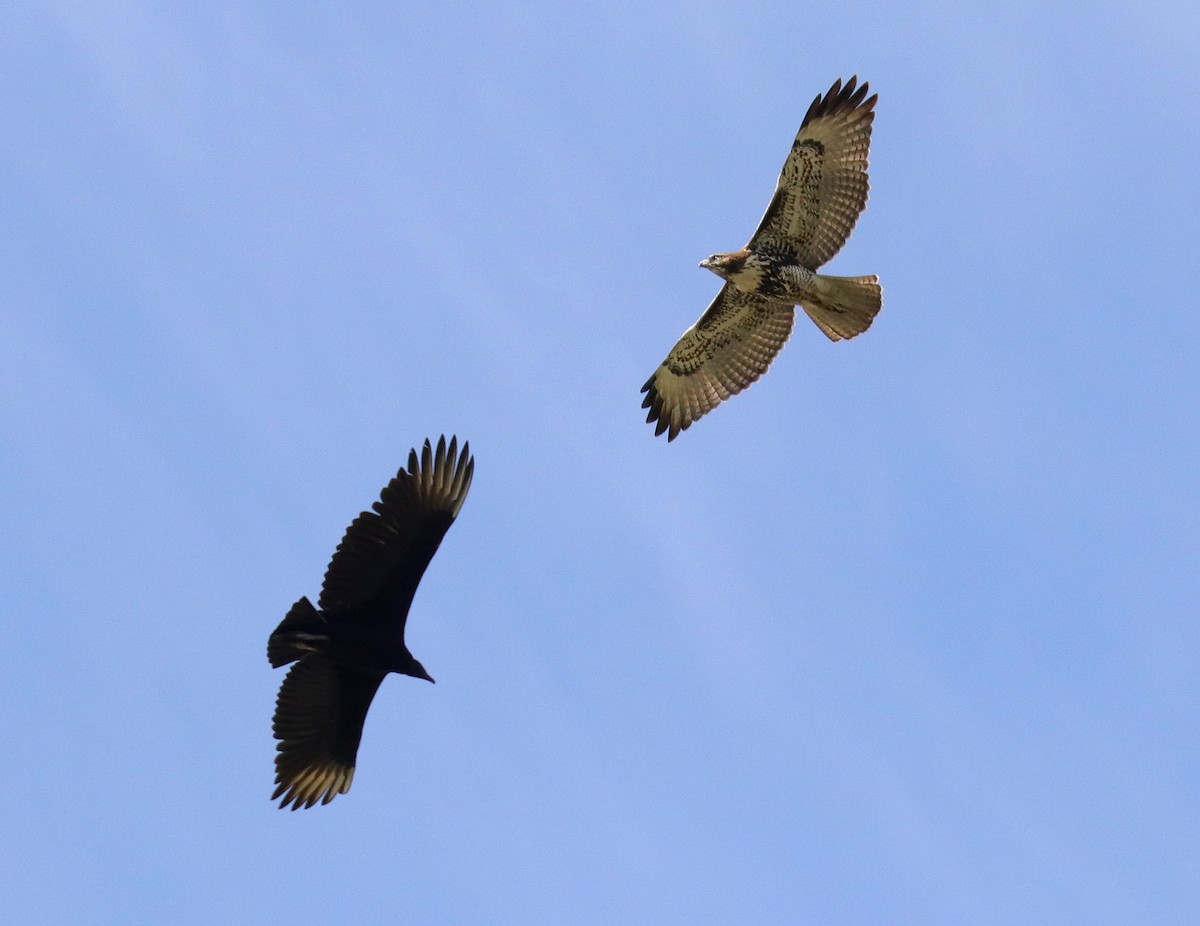 Red-tailed Hawk - ML114407691