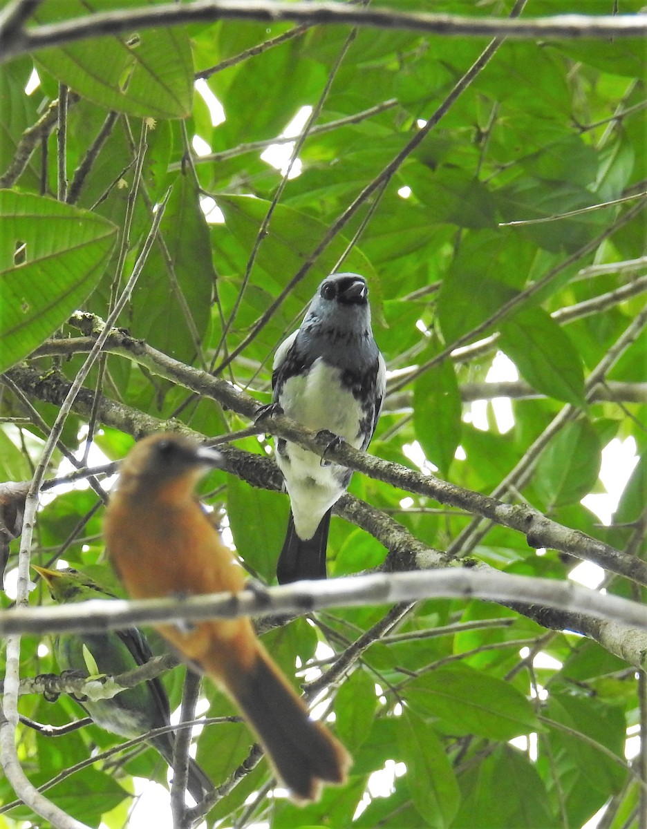 White-bellied Tanager - ML114407751