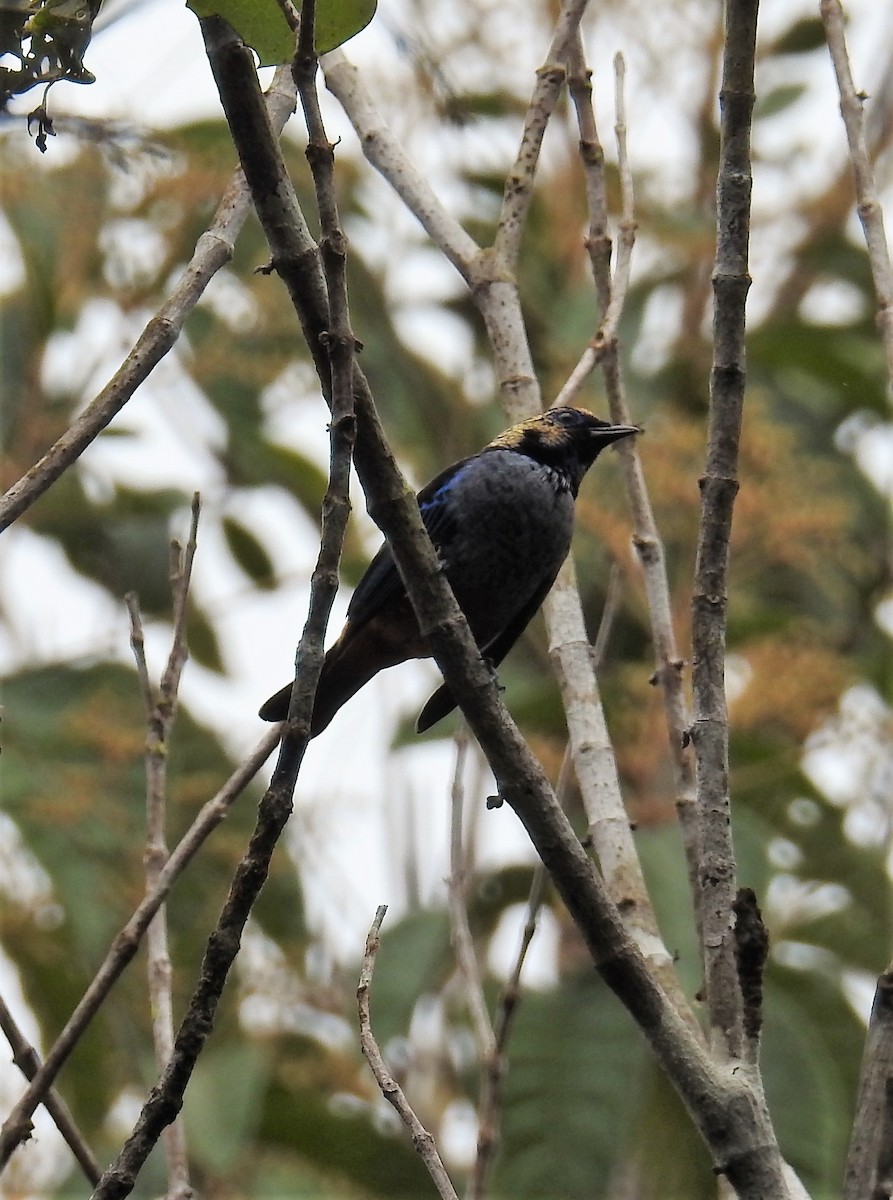 Opal-rumped Tanager (Silver-breasted) - ML114407831
