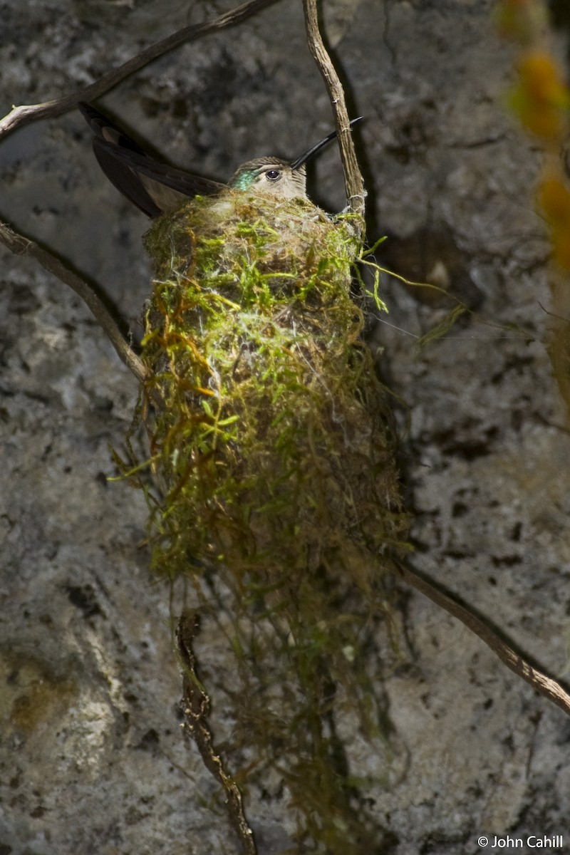 Wedge-tailed Sabrewing - ML114408751