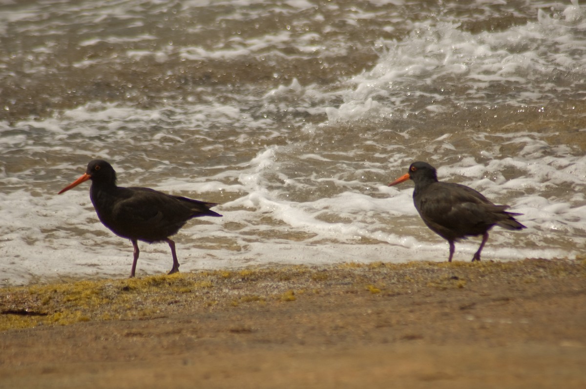 Sooty Oystercatcher - ML114409291