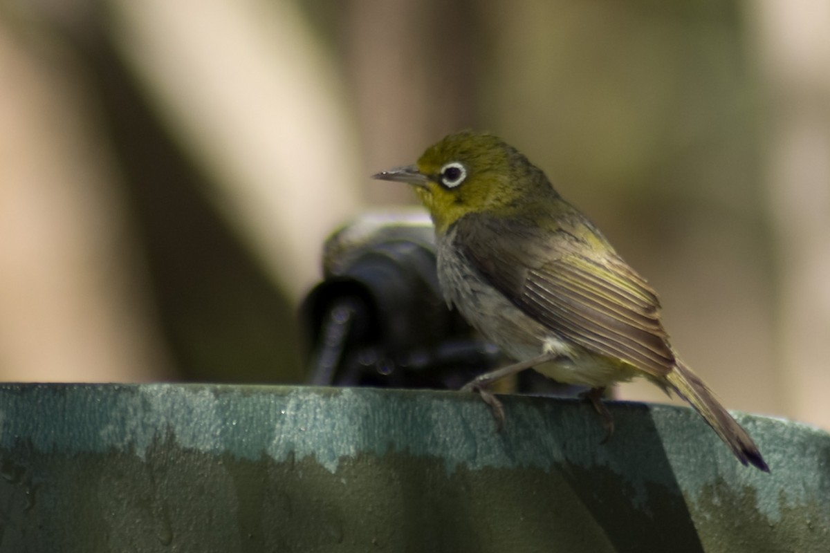 Silvereye - ML114409371