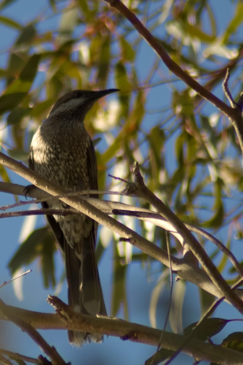 Western Wattlebird - ML114409521