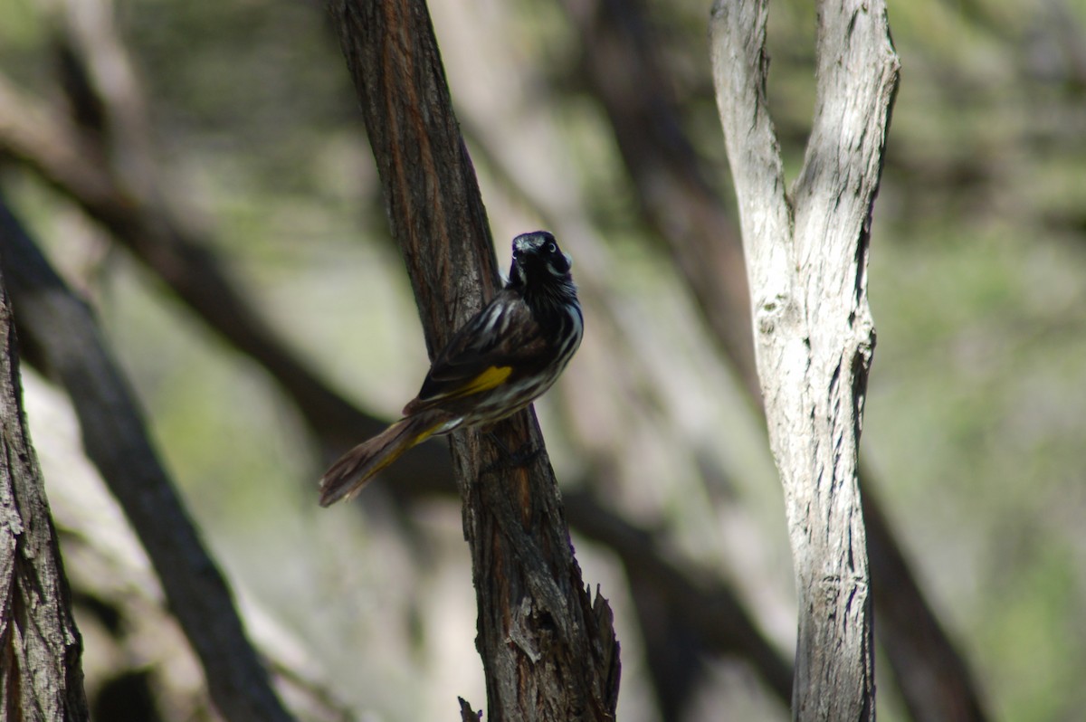 New Holland Honeyeater - ML114409551