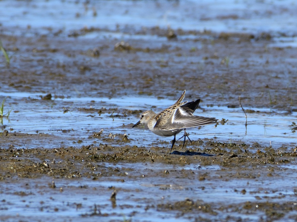 Little Stint - ML114412461