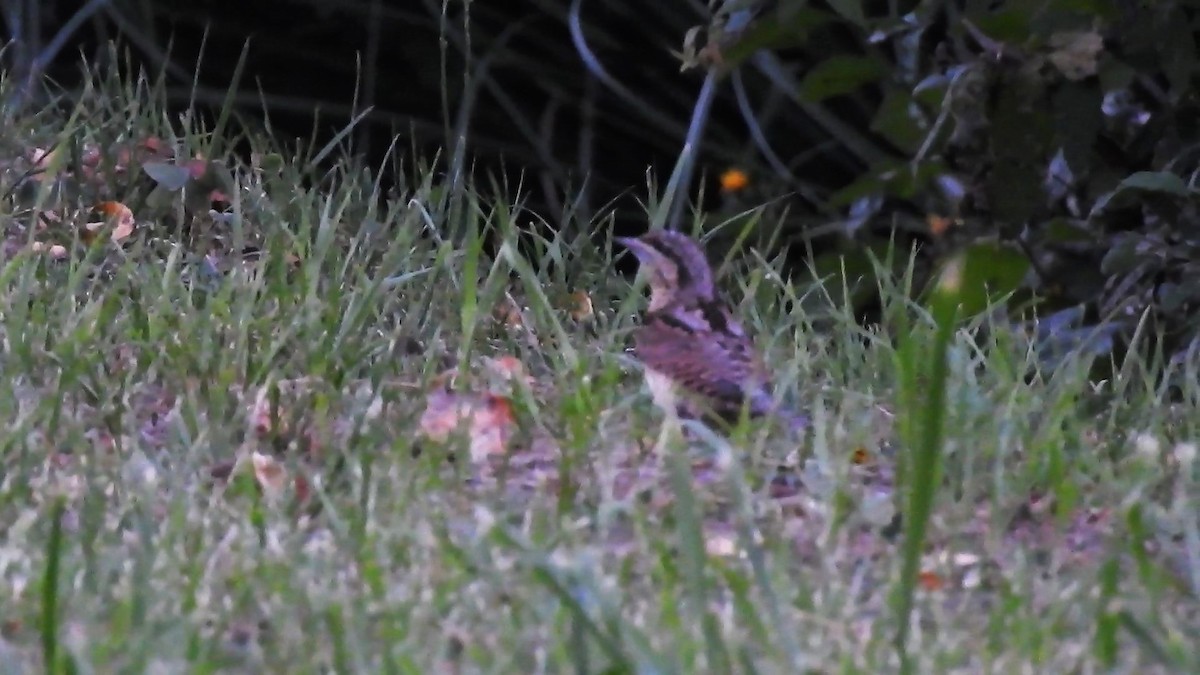 Eurasian Wryneck - ML114412941