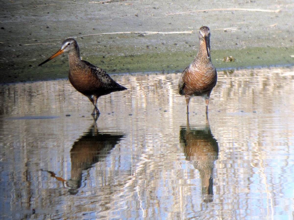 Hudsonian Godwit - ML114413281