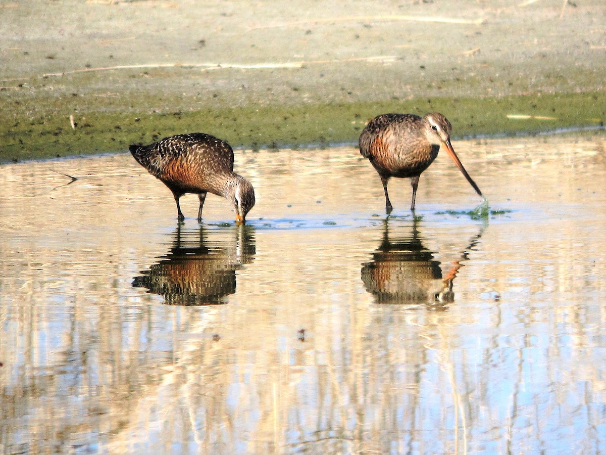 Hudsonian Godwit - ML114413301