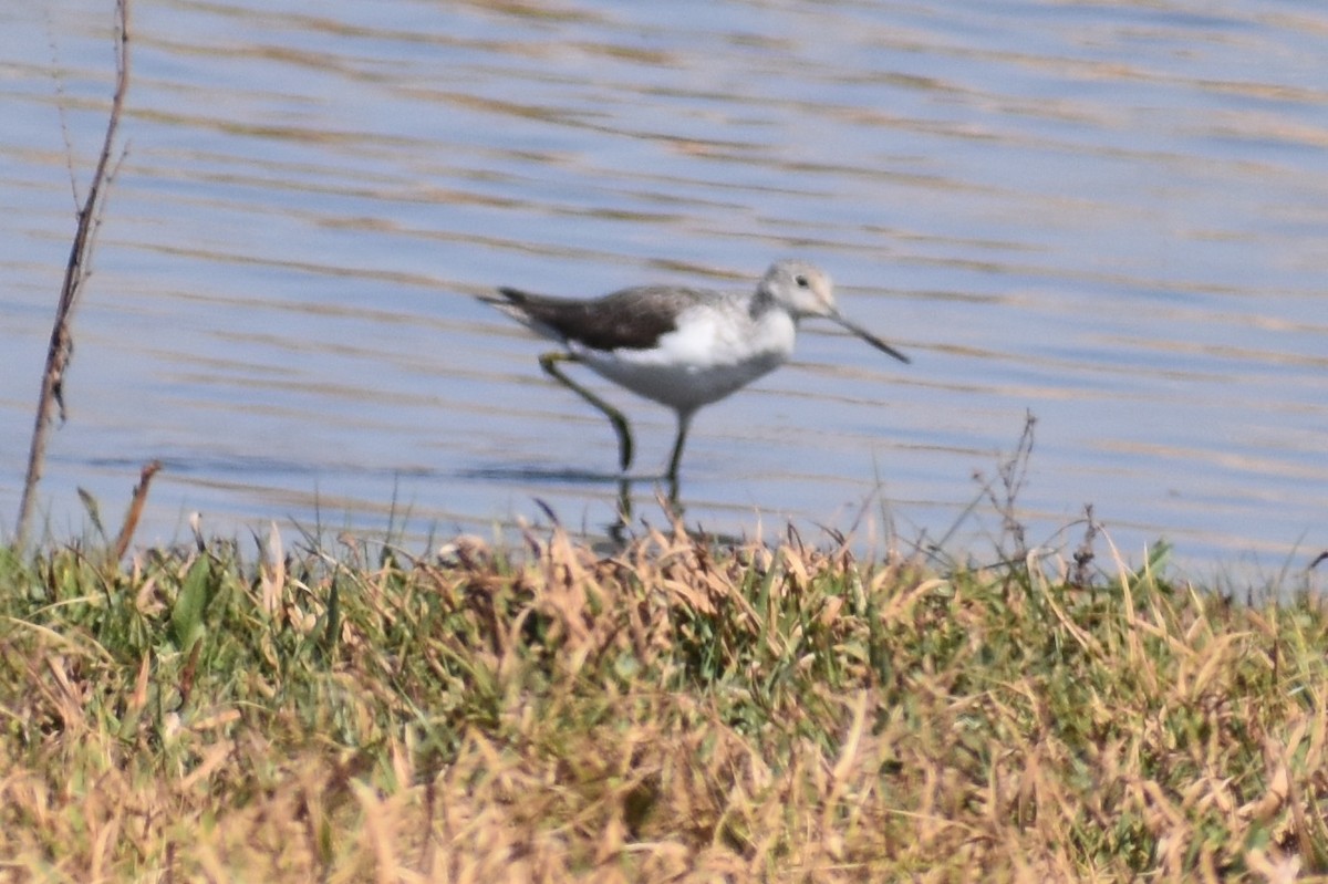 Common Greenshank - ML114413681