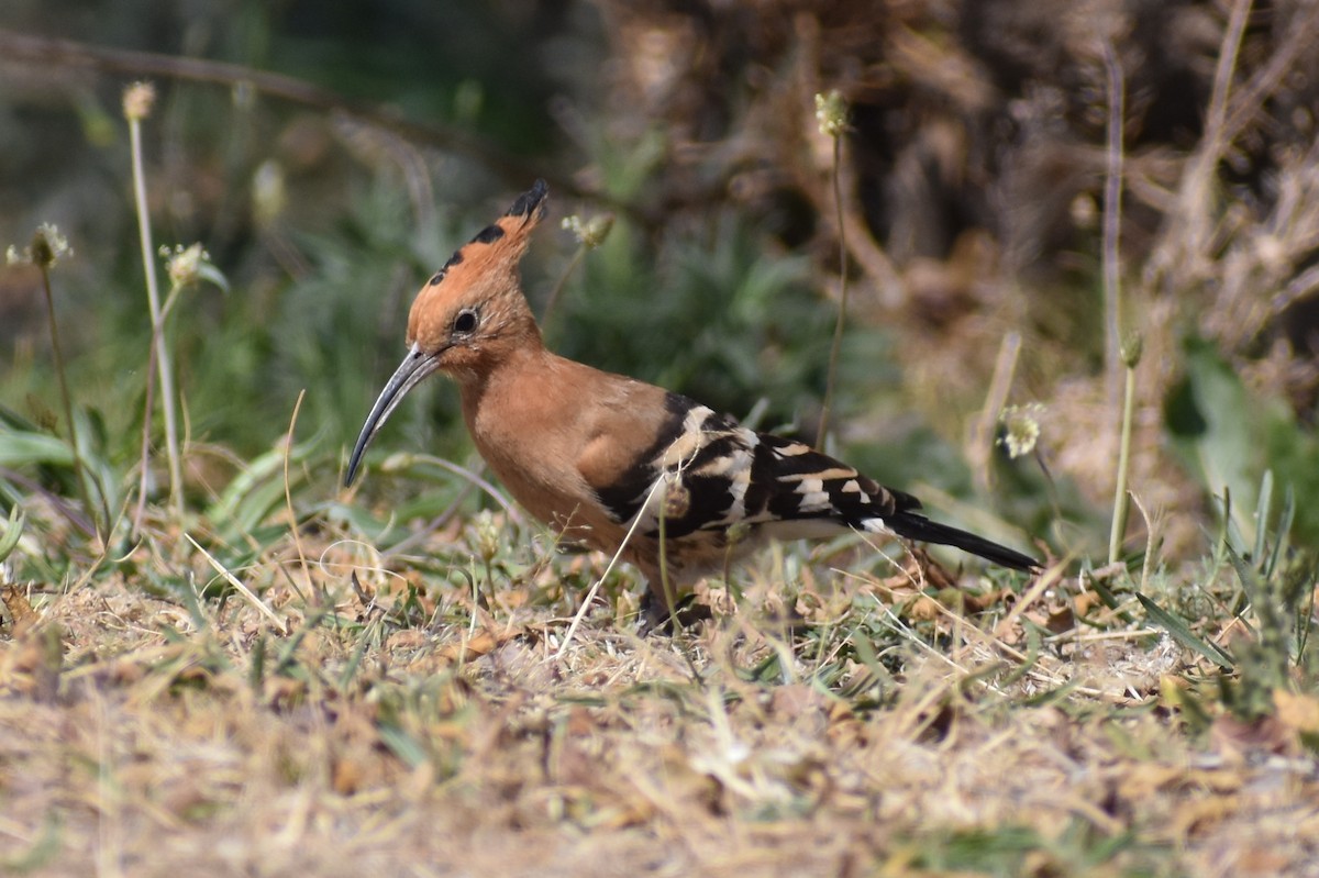 Eurasian Hoopoe (African) - ML114415231