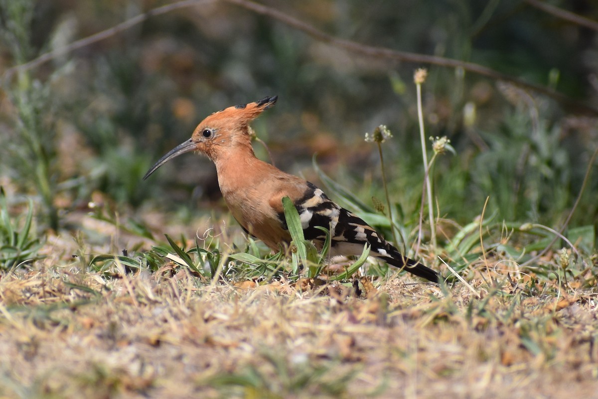 Eurasian Hoopoe (African) - ML114415241