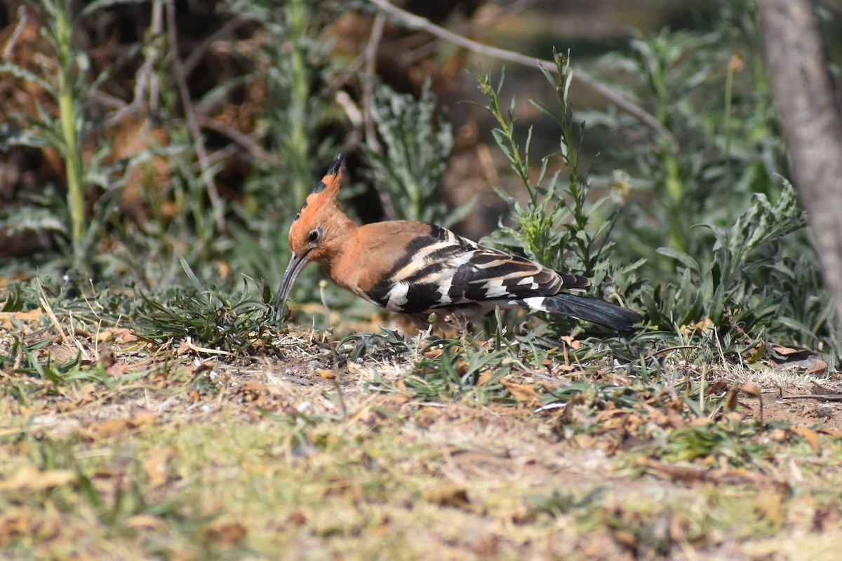 Eurasian Hoopoe (African) - ML114415251