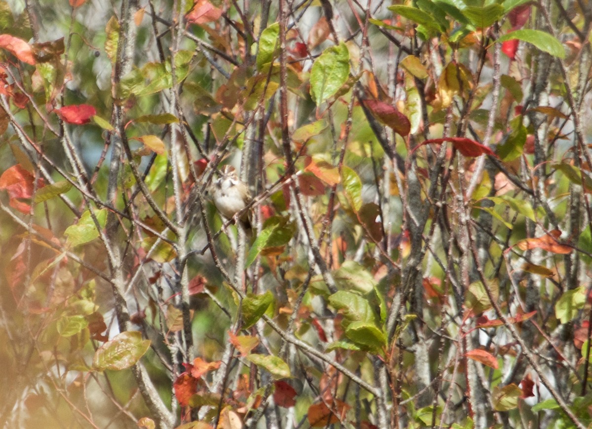 Lark Sparrow - ML114416081