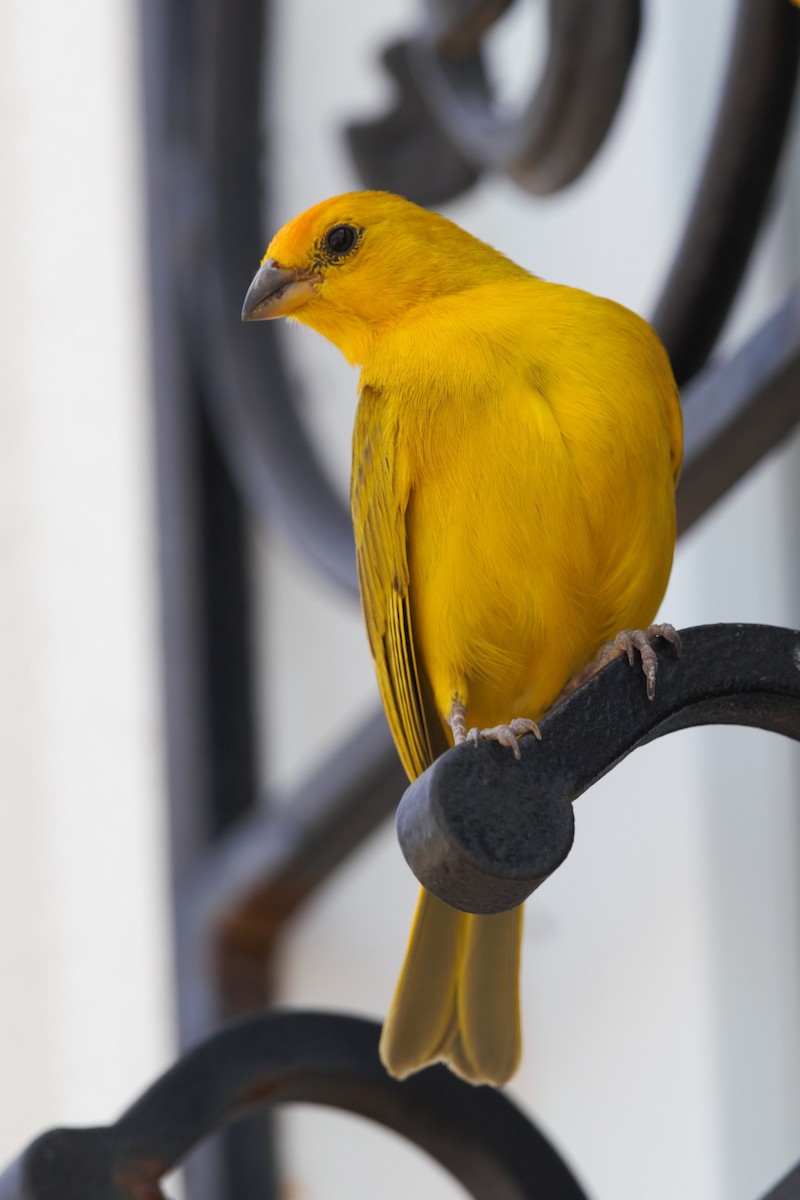 Saffron Finch - ML114419971